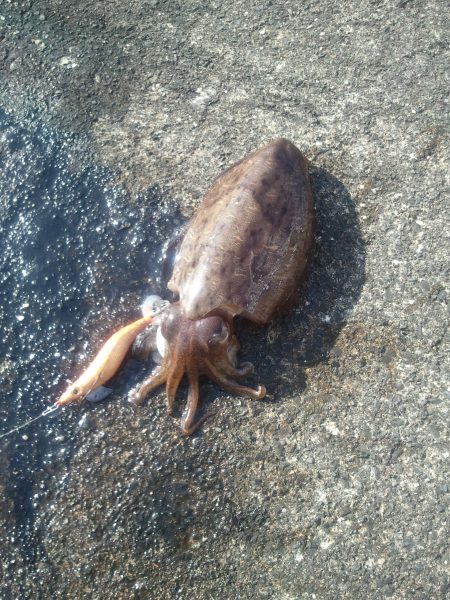 日本海エギング調査